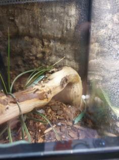 Takydromus Smaragdinus Langschwanzeidechse