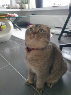 Kastrierter Kater 4 Jahre alt