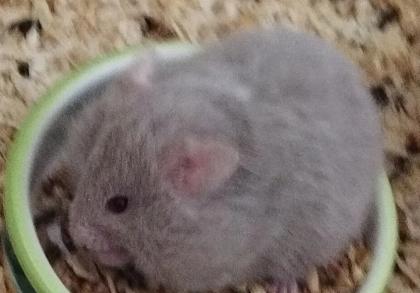 Reinrassig Teddyhamster Babys