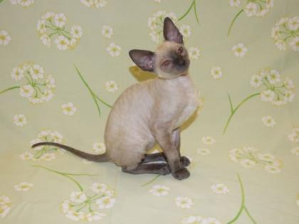 Exclusiver reinrassiger Cornish Rex Käterchen bluepoint - selten