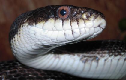 Biete 1. 1 Erdnattern Pantherophis obsoletus