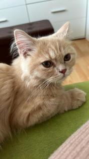Katze Kitten Britisch Lang Britisch Kurzhaar