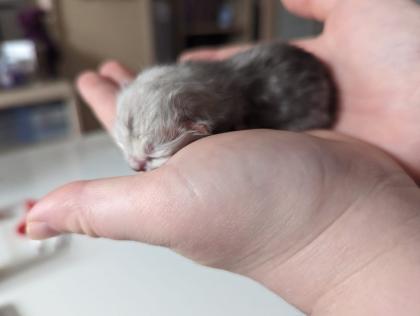 Bkh/Scottish Fold Mix Kitten abzugeben
