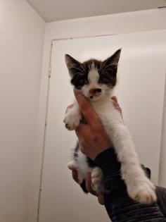 Bauerhofkitten suchen Zuhause katzen Kater kitten