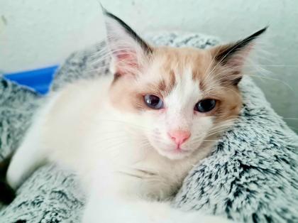 Birma Ragdoll Kitten