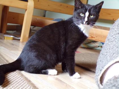 Junge Katzen männlich und weiblich 3 Monate