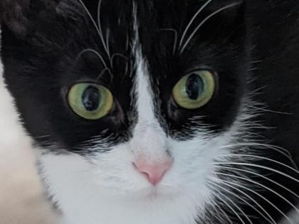 Lady tolle Kätzin sucht tolles Zuhause aus dem Tierschutz / gechipt geimpft