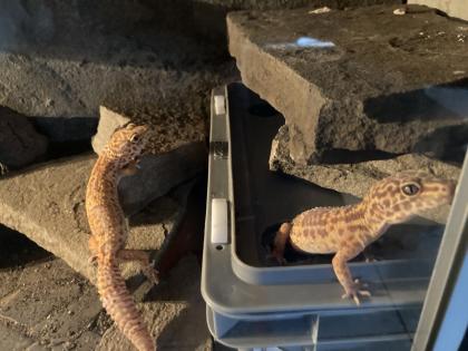 Terrarium mit drei Leopardgeckos abzugeben
