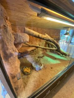 WüstenTerrarium zu verkaufen