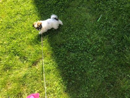 Shih tzu Welpe zu verkaufen