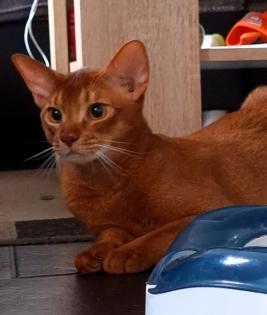 Charmanter reinrassiger 12 Monate alter Abessinier Kater mit Papiere