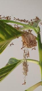 Rhombodera Magaera Mantis Gottesanbeterin L3