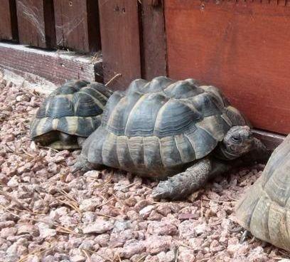 Maurische und griechische Landschildkröten