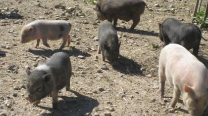 Minischweine aus Hobbyzucht abzugeben