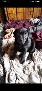 Wunderschöne Labrador Welpen Hündin