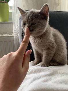 BKH Kitten suchen ein liebevolles zu Hause