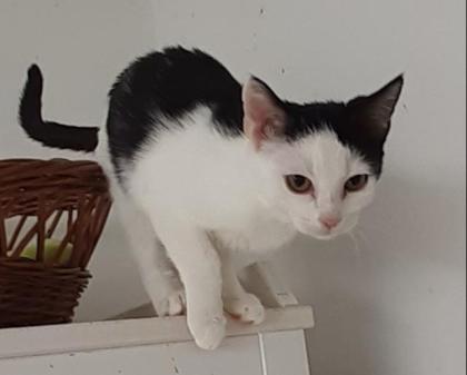 Orea - süßes Kitten sucht Zuhause aus dem Tierschutz / gechipt geimpft