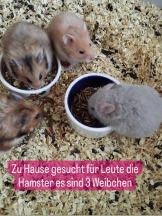 Reinrassig Teddyhamster Babys