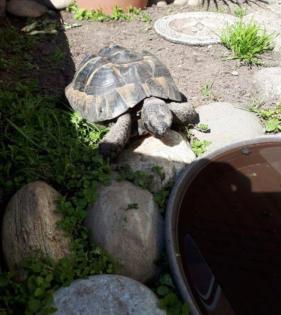 Maurische und griechische Landschildkröten