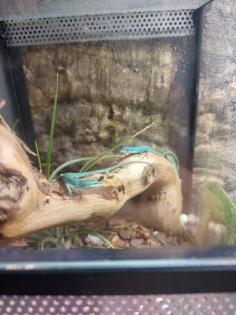 Takydromus Smaragdinus Langschwanzeidechse