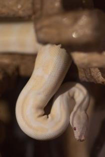 3 x Königspython Python Regius zu verkaufen