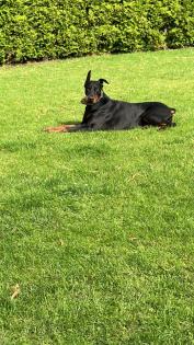 Dobermann Rude 3 Jahre alt