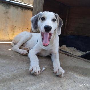 Linos sucht ein Zuhause