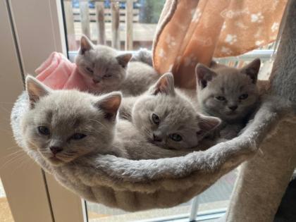 BKH Kitten Kater lilac m