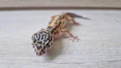 3 Leopardgecko 0. 0. 3 zu verkaufen