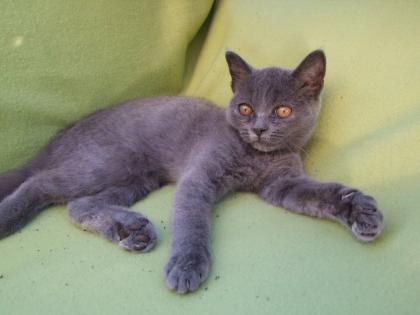 Zwei kleine Kätzchen / Kitten