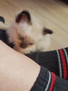 Reinrassige Balinesische Siam Kitten Langhaar Selten