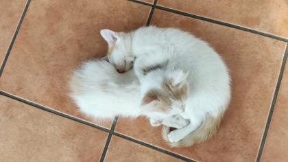 2 süße junge norwegische Waldkatzen Mix Kater suchen ein nettes Zuhause 12 Wochen alt
