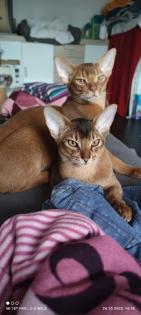 Charmanter reinrassiger 12 Monate alter Abessinier Kater mit Papiere