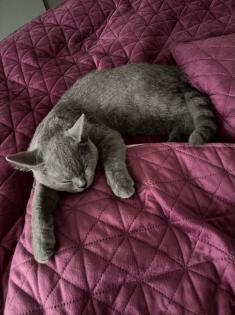 BKH Kitten geimpft entwurmt und Stammbaum
