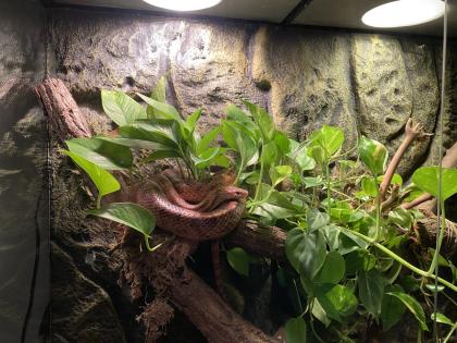 Wildfarbende Kornnatter inkl. Terrarium