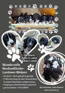 Landeseer-Neufundländer-Mix Welpen