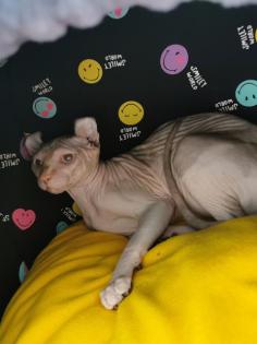 Canadian Elf Sphynx Kitten