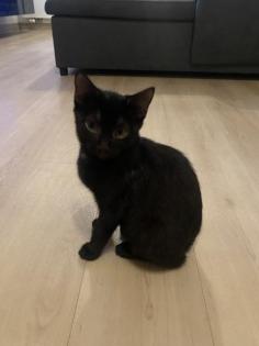 Kater brüder abzugeben je 50Euro