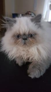 Perser Jungtier Kater Colourpoint blaue Augen