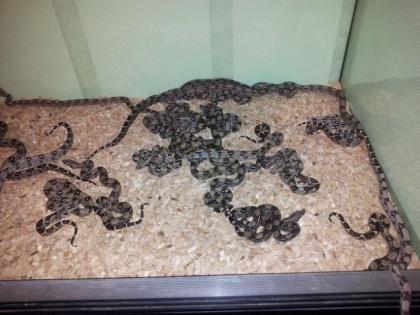 Boa constrictor imperator DNZ April 2022