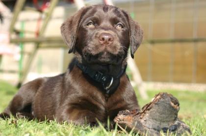 Qualitäts braune labrador welpen mit Ahnentafel und GARANTIE