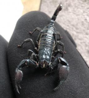 Skorpion ungiftig pflegeleicht Heterometrus laoticus Schwarzer Laos-Skorpion