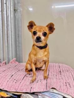 Sicilia - lieb ruhig schüchtern - Chihuahua-Mischling