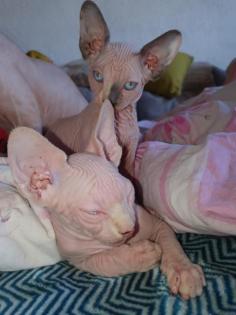 Sphynxkatze mit diamantblauen Augen