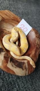 Mehrere Königspythons Regius abzugeben in Soest/Nrw