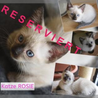 SIAM KITTEN seal point ab August auszugsbereit