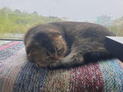 Kastrierter Kater 4 Jahre alt