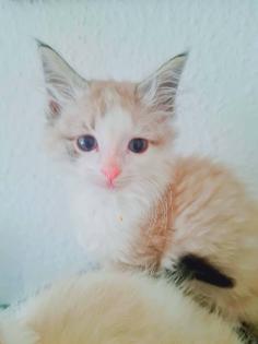 Birma Ragdoll Kitten