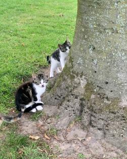 Kitten Katzenbabys Hofkatzen