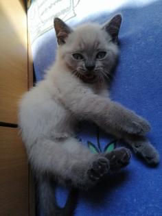 BKH-Kitten lilac-point und blau